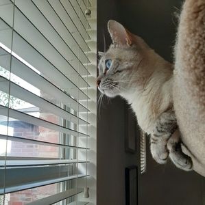 Meet your Posher, Rachel